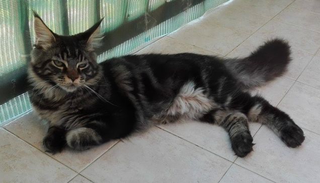 Baloo cucciolo  Maine coon brown tabby blotched di 6 mesi