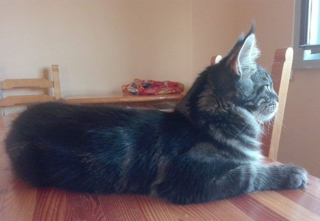 Baloo Maine coon brown tabby blotched di 6 mesi profilo