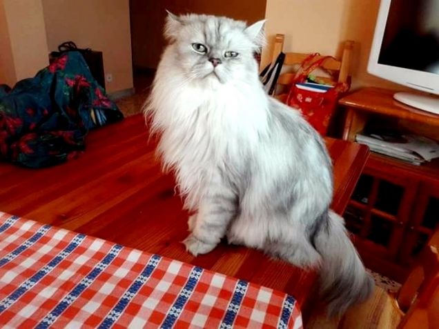 Gatto persiano chinchilla in posa sul tavolo