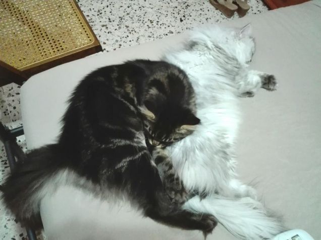 Maine Coon di sei mesi dorme accanto ad un gatto persiano chinchilla