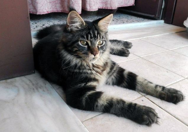 Baloo il gatto Maine coon