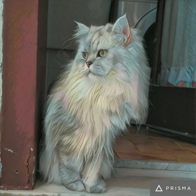 Gatto persiano Romeo su Prisma app