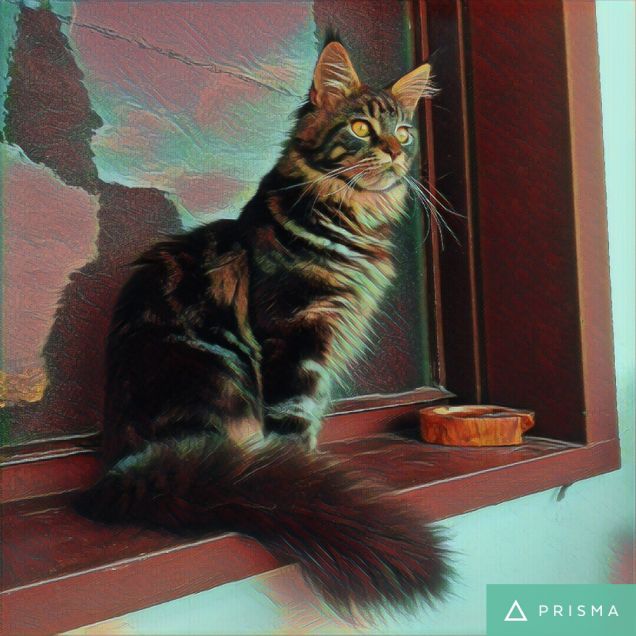 Gatto Maine coon Baloo Prisma app