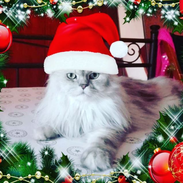 Gatto persiano con cappello di Babbo Natale