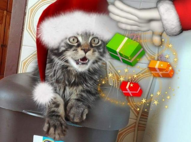 Gattino Maine coon con cappello di Babbo Natale