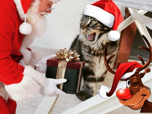 Cucciolo di Maine coon con Babbo Natale