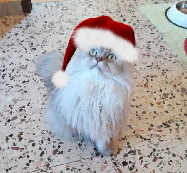Gatto persiano Romeo con cappello di Babbo Natale
