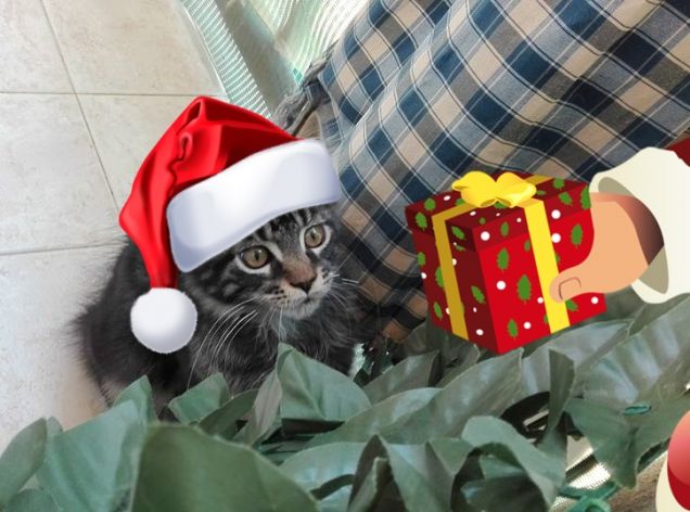 Gattino Maine coon con cappello di Babbo Natale