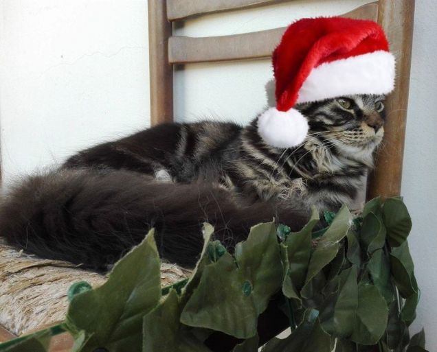 Maine coon brown tabby con cappello di Santa Claus