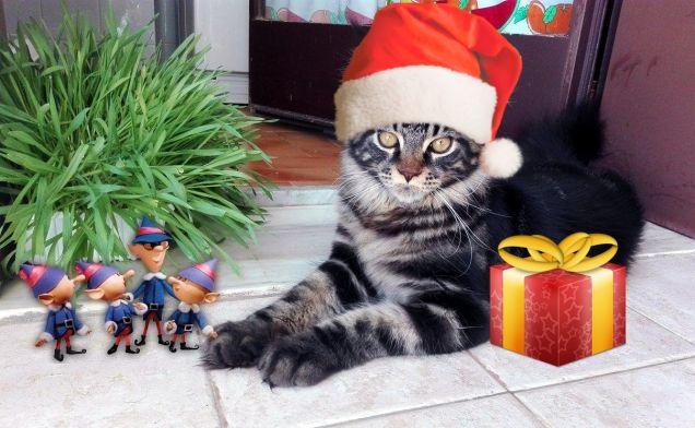 Maine coon Baloo e il Natale