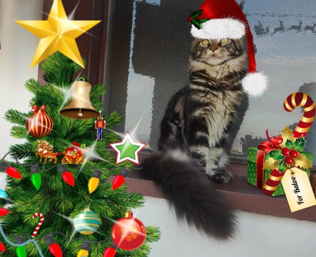 Gatto Maine coon con cappello di Babbo Natale