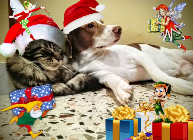 Maine coon e cane con cappello di babbo natale