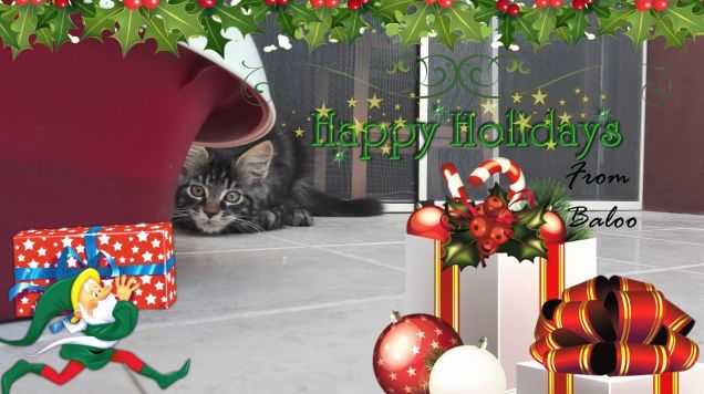 Cucciolo di gatto Maine coon e regali di Natale