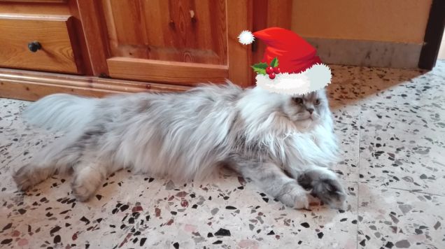 Gatto persiano chinchilla con cappello di Babbo Natale
