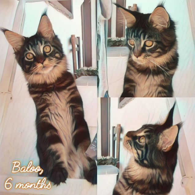 Maine Coon gattino di 6 mesi