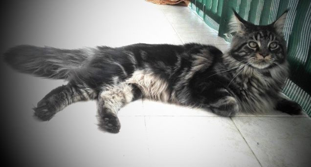 Gatto Maine coon in posa