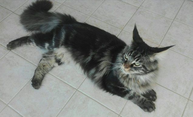 Maine coon brown tabby in posa