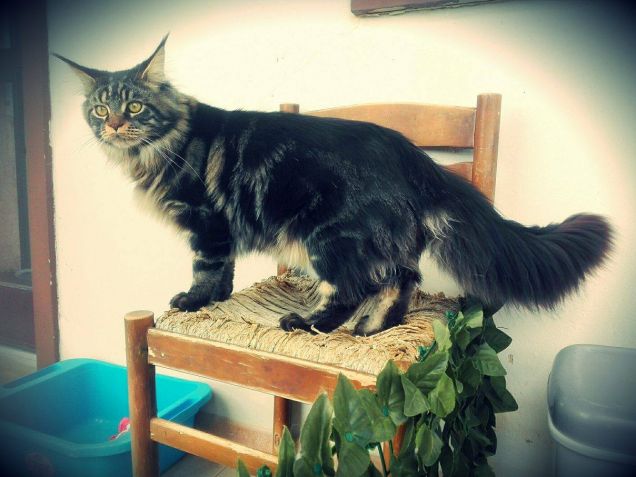 Maine coon brown tabby di 9 mesi