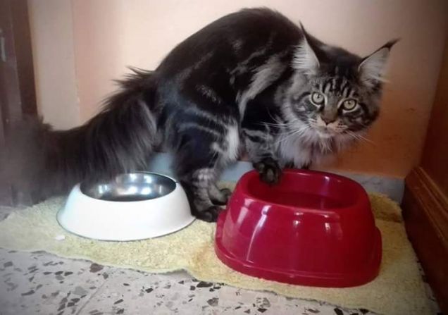 Gatto Maine Coon maschio brown tabby