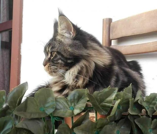 Baloo gatto Maine Coon si rilassa sulla sedia