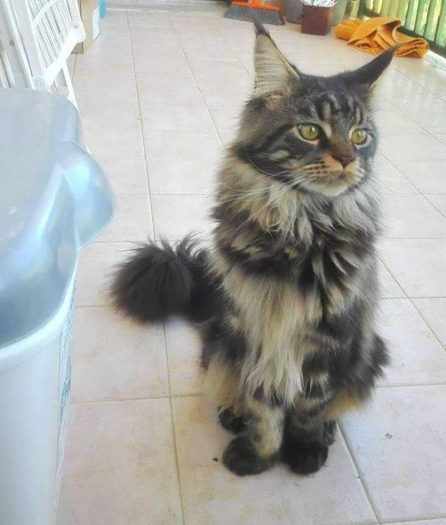 Gatto di razza Maine Coon in posa