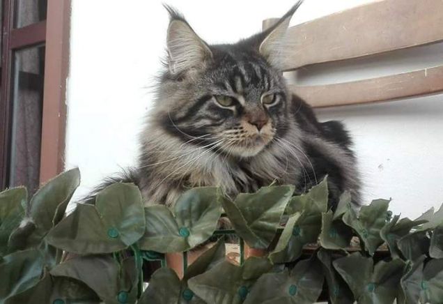 Maine Coon brown tabby di 9 mesi