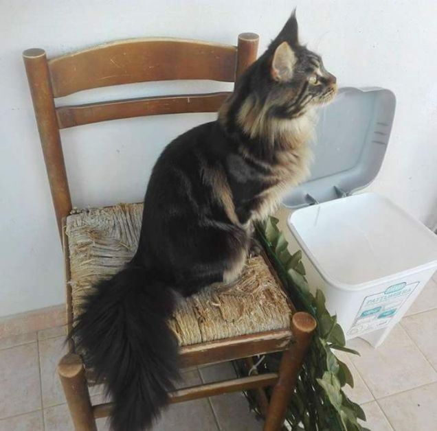 Baloo maine Coon brown tabby