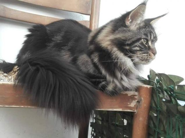 Maine Coon cucciolone di 9 mesi