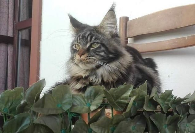 Il gatto Maine coon Baloo si rilassa sulla sedia