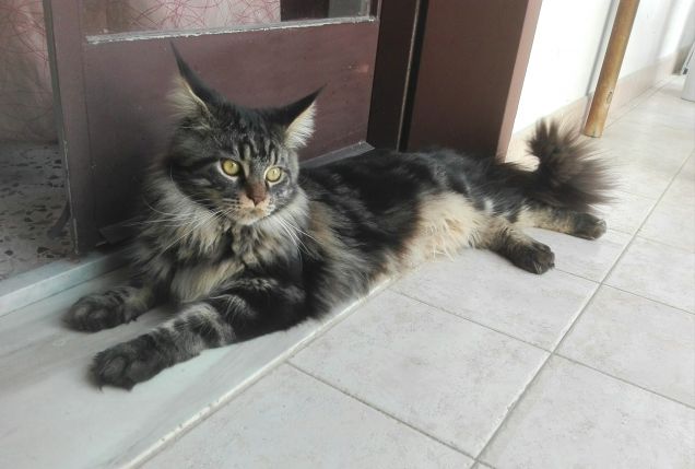 Maine Coon di 9 mesi in posa