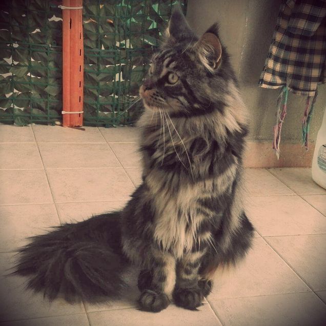 Maine Coon brown tabby maschio