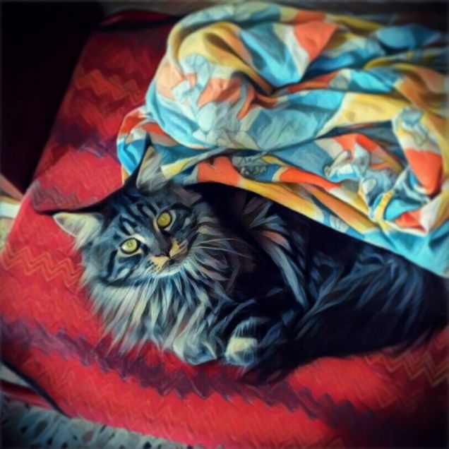 Maine coon in versione Prisma