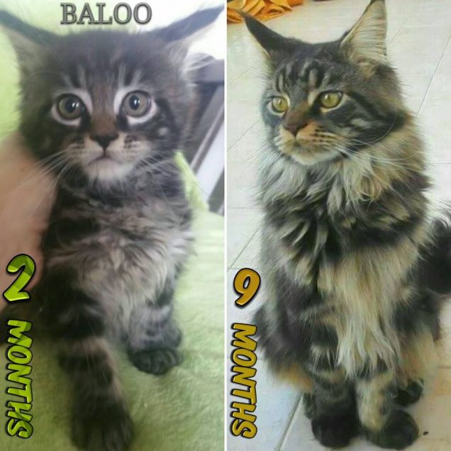 Crescita gatto Maine coon