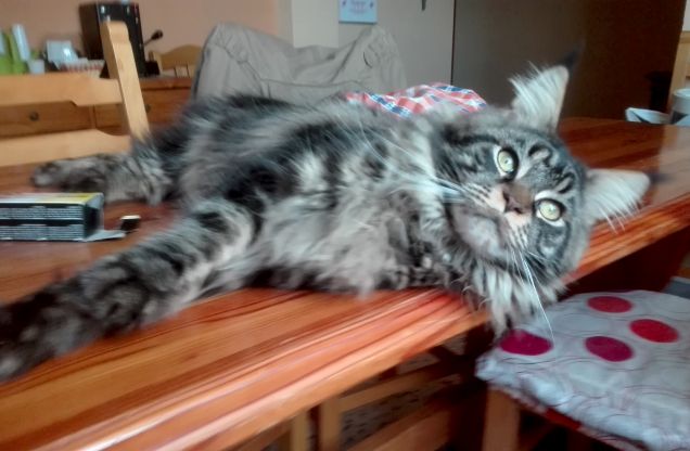 Maine coon brown tabby maschio