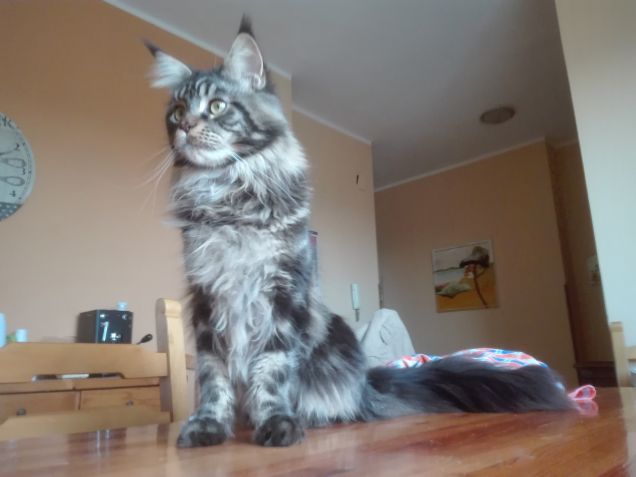 Bellissimo Maine coon in posa