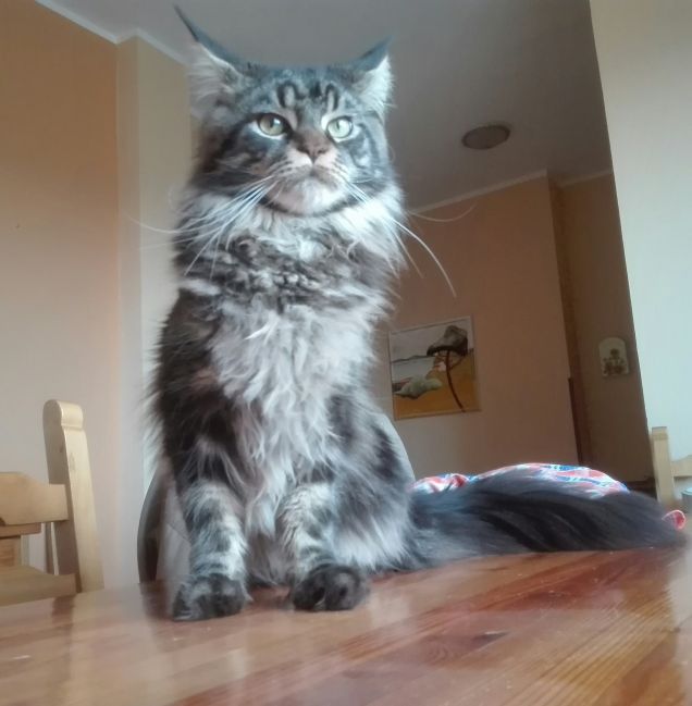 Gatto Maine coon maschio di dieci mesi