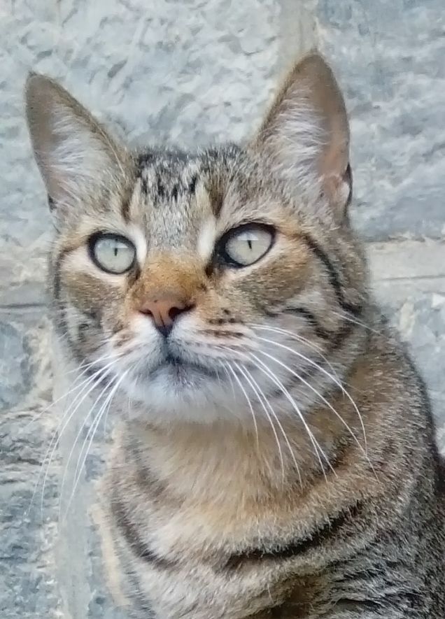 La mia dolce Virgola