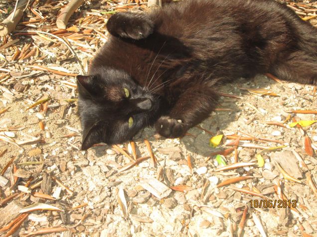 Luna tra le foglie secche 