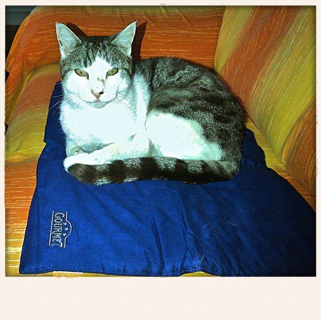 Single da...copertina :P