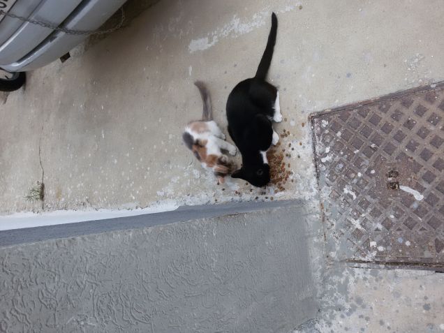 Le giornate di Molly e Silvy