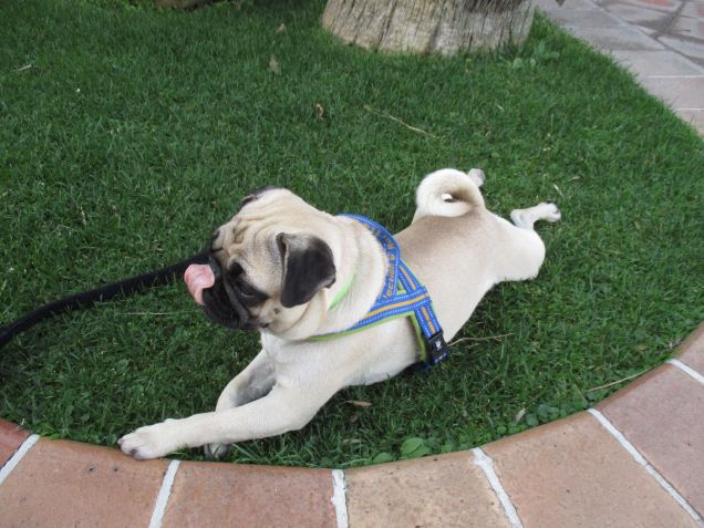 mi mangia l'erba del prato