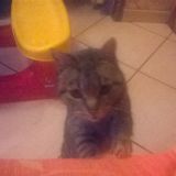 amelia