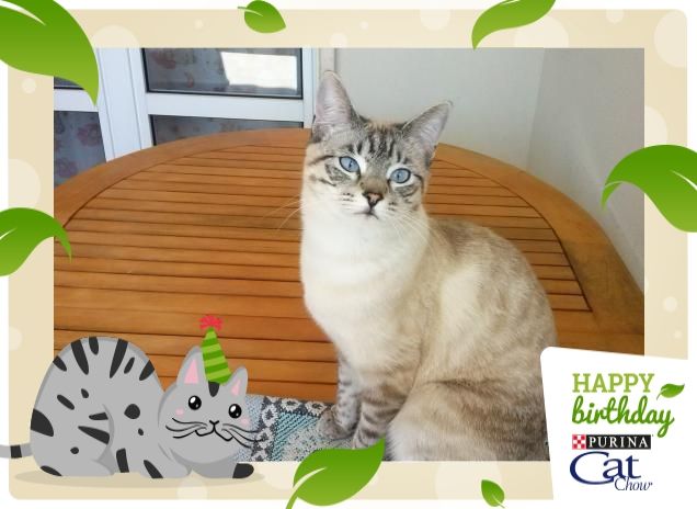 la mia straordinaria bellezza di una gatta!!!  Auguri a miciona mia !!!