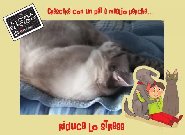 Sonno profondo Petpassion