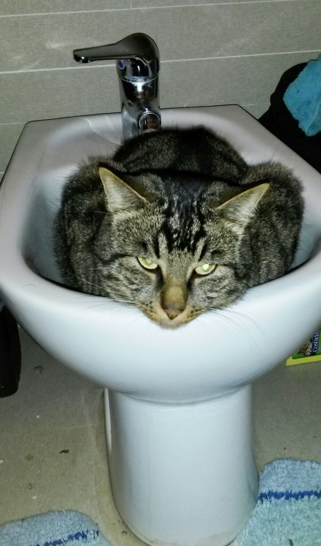 sbirulino nel bidet