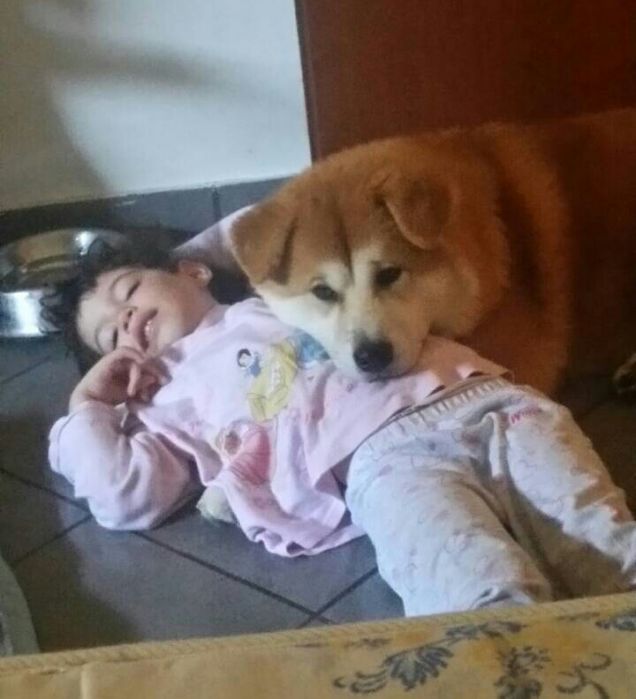 Vittoria per i cani...