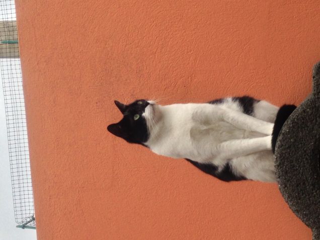 Batman il supermicio