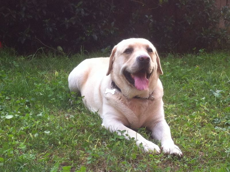 labrador maschio per monta