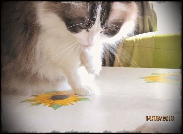 UN FIORE X IL TUO COMPLEANNO ........ A MODO MIO!!!!!!!!!