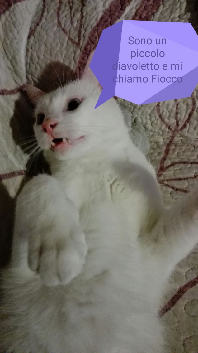 Fiocco 